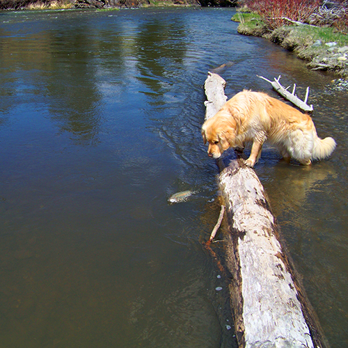 Fly Fishing Links