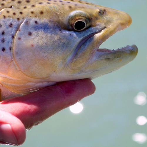 Fly Fishing Links